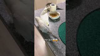 휴지가 뭔 죄당가❓❗️#퀘이커앵무새 #parrot