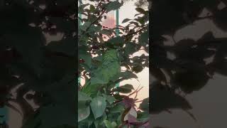 머리 색이 골든 같은 노랑머리 아마존 앵무새