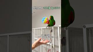 앵무새와 캐치볼 놀이하기       #뉴기니아#앵무새#뉴기니아앵무새 #뚜비#eclectus #parrot #eclectusparrot #birds #반려동물 #shorts