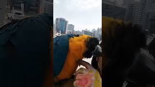 기분좋아보이는 루카 #parrot #앵무새 #anima…