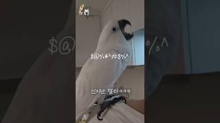 설거지하는 아빠 어깨에서 방언터진 델타~! #델타  #하이브리드코카투 #코카투 #앵무새 #앵무새 #앵무새키우기 #말하는앵무새 #birds #별이랑델타랑 #별이