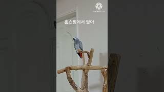 앵무새ㅡ순돌아 홈쇼핑에서 판매하고 있어