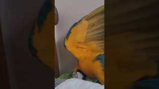 급발진하는 루카 #청금강 #청금강앵무새 #마카우 #parrot #macaw #앵무새 #동물 #반려동물 #애완동물 #animal #루카 #산책