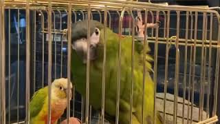 넌 좀 귀엽다? 말하는 앵무새 한스마카우