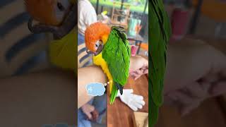 지압하는 앵무새