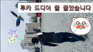 청금강앵무새 루카 드디어 줄풀다