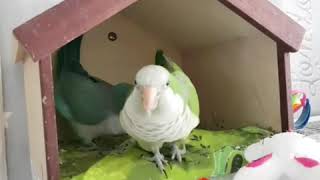 퀘이커 앵무새 말하는 영상 No.2 뽀뽀~ 쪽