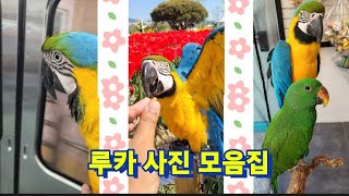청금강앵무새 루카 사진 모음집