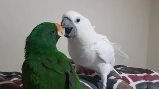 앵두 로또 뽀뽀하다! 뉴기니아 코카투 이야기