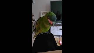 꽁패.한스마카우.말 잘하는 똑띠.뽀미. 말 대방출.20…