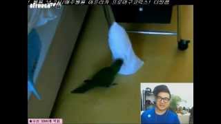 ★ MAME TV ★앵무새 키위와 치킨할배 더빙