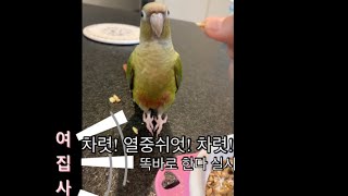 삐진 앵무새의 반항!! (parrot is tick off)