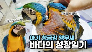 청금강 앵무새 2개월 이유조 이유식부터 펠렛적응까지 육아일기 l 2months Baby blue and gold macaw parrot grow up video