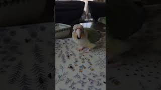 (아빠 코뉴어) 최애과일 포도먹는 호두