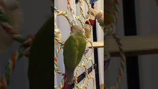 소망이 장난감(코뉴어)