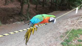 Harlequin macaw