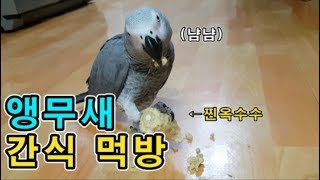 [수다쟁이 회색앵무 코코] EP.7 앵무새 간식 먹방 모음집!