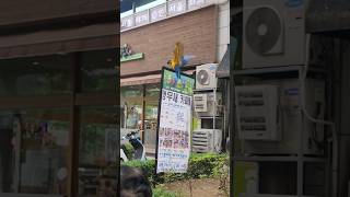 길거리에 진짜 앵무새?#청금강