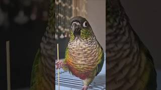 코뉴어앵무새#하랑이 #하봉이#cute