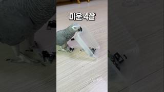 애 키우는 느낌으로 앵무새 키우기  회색앵무 잠바