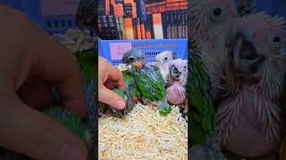 체스넛 마카우, 엄블렐라 코카투 아기 앵무새들이예요