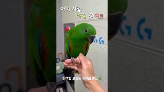 아가 시절 바질, 마토 #앵무새 #뉴기니아앵무 #바질 …