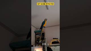 내가 늦잠을 못자는 이유 #parrot #앵무새 #macaw #청금강 #청금강앵무새 #animal #동물 #마카우