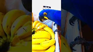 Hyacinth Macaw in Action – Rar…
