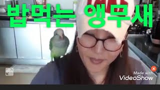 #앵무새밥먹어요#퀘이커앵무새