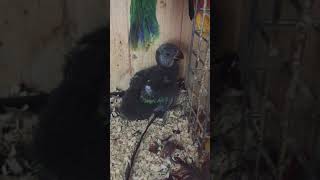 뉴기니아 와 마카우 뉴기니아 새끼 29일차 20190525 천둥 eclectus parrot baby 29days