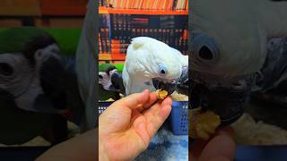 엄블렐라 코카투, 미디움 코카투, 체스넛 마카우 아이들…