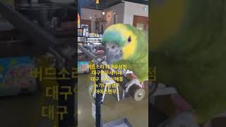 #버드소리 #버드소리대구수성점 #신매동 #대구앵무새카페…