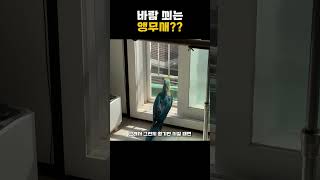 바람쐬는 앵무새 #앵무새 #반려조 #새 #반려동물 #대…