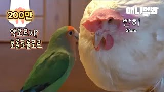 이번주도 정상적인 앵무새 보여드리기는 틀렸네요 ㅣ Why Is This Love Bird Always Upset With An Elegant Chicken?