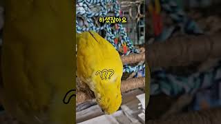 엄마랑 놀아주기 힘든 레몬이 ㅋㅋㅋ #루티노퀘이커 #모란앵무 #퀘이커앵무새 #앵무새 #앵무새목욕 #앵무새키우기 #앵무새레몬이