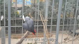 [경주버드파크] 제4화 - 회색앵무 친구의 화려한 회전 줄타기!