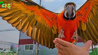 가정집 파괴신... 날아다니는 중고차 금강앵무는 대체 …