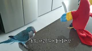 퀘이커앵무새 순도리♡부츄 (순도리의 속사정 추장에게 물어보살)