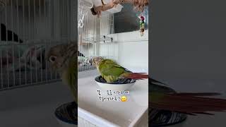너의 목욕을 응원해!#코뉴어앵무새#목욕응원가#그대에게#…