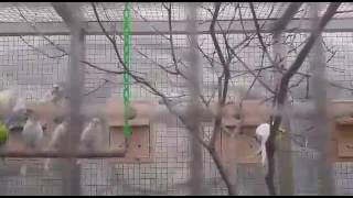 봄을 외치다 ☞ 사랑앵무 VS  청금강앵무 (거제알로에 테마파크)