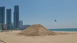 청금강앵무새 대박이 자유비행