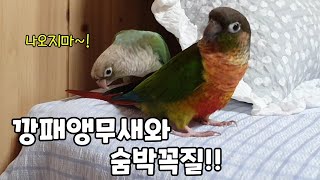 나오지 말라고 심술부리는 앵무새!!#코뉴어앵무새#con…