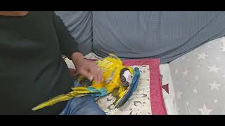 청금강앵무새 키우고싶은영상#키우면 생기는일#즐거움#애교쟁이 #영종도 족장빌리지 미니캠핑장.