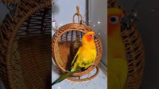 #birds #parrot #앵무새 #pets #cute #lovebirds #썬코뉴어 #도가머리사랑앵무 #고양이요람#등바구니