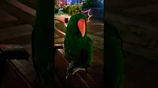 앵무새들이 쳐다보는 이유 #똘망똘망 #앵무새 #뉴기니아앵무새 #shorts #눈맞춤