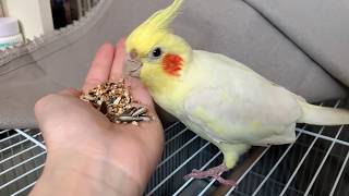 번식조로 자란 앵무새와 친해지기..왕관앵무 핸드피딩 첫…