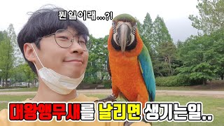 대왕앵무새를 공원에서 자유비행 시키면 생기는일...헉헉…