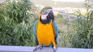 청금강앵무새 지정 악~ 소리지르는 자리