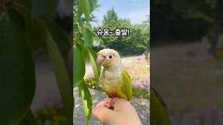 코뉴어앵무새 코코 꽃구경 시켜주기#코뉴어앵무새#코뉴어#꽃구경#주인만신났다#parrot