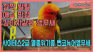 화려한 색상과 귀여운외모 썬코뉴어앵무새(sunconure) 야외적응기